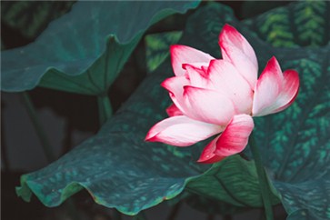 2018年cpa考什么？考哪幾門科目？