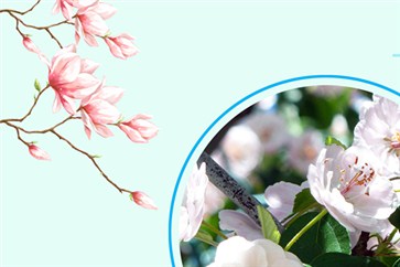 注冊會計(jì)師報(bào)名條件是什么？接下來的幾個(gè)月如何復(fù)習(xí)？