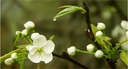 注冊會計(jì)師